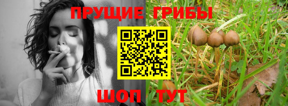Псилоцибиновые грибы прущие грибы Малгобек